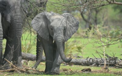 Proč chránit přírodu ve střední Africe? Česká rezervace v Kongu. – Ondřej Sedláček