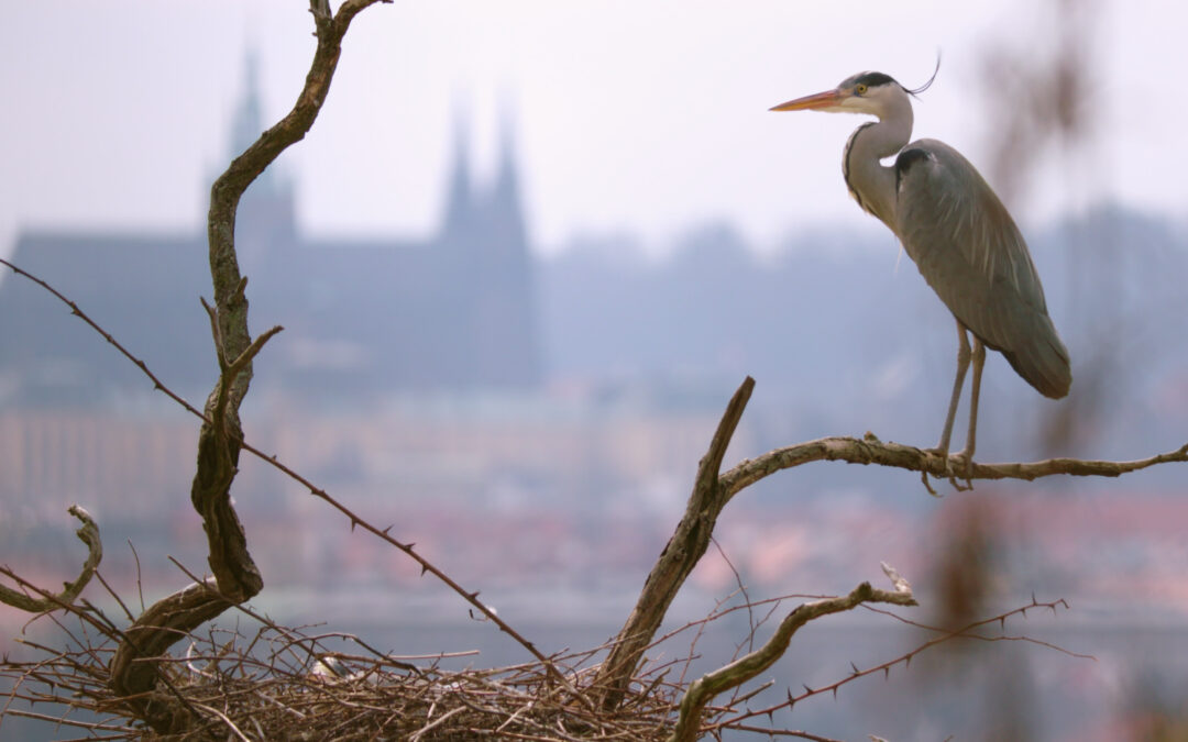 Bádání na planetě Praha